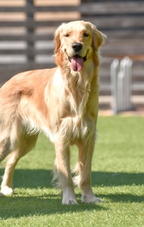 Dog standing on grass | Family Turf Wholesalers