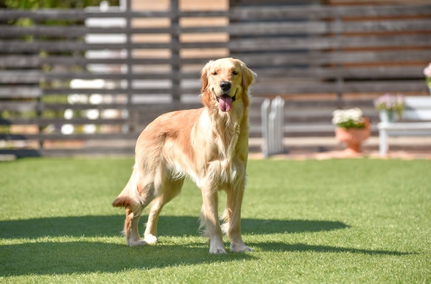 Pet on grass | Family Turf Wholesalers