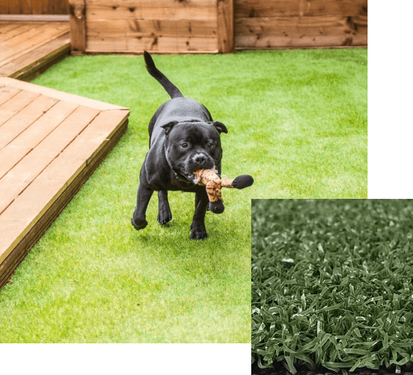 Dog stand on artificial grass | Family Turf Wholesalers
