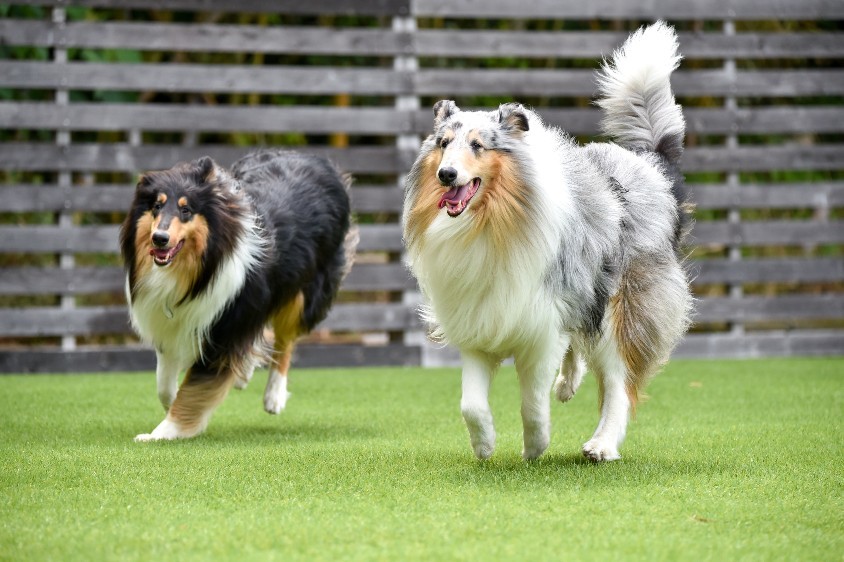 Dogs running on grass | Family Turf Wholesalers