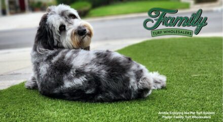 Artificial Turf for Dogs: 5 Frequently Asked Questions About Pet | Family Turf Wholesalers
